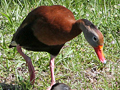 Black-bellied Whistling Duck